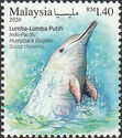 Indo-Pacific Humpback Dolphin (Sousa chinensis)