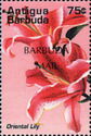 Oriental Lily - Overprinted