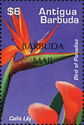Bird of Paradise and Calla Lily - Overprinted