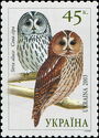 Tawny Owl (Strix aluco)