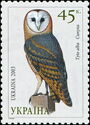 Barn Owl (Tyto alba)