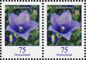 Balloon Flower (Platycodon grandiflorus)
