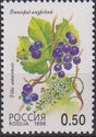 Grapes (Vitis amurensis)
