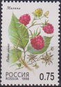 Raspberry (Rubus idaeus)