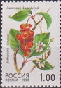 Magnolia Vine (Schisandra chinensis)