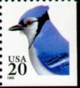 Blue Jay (Cyanocitta cristata)