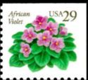 African Violet