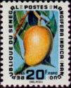 Mango (Mangifera indica)