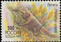 Siberian Flying Squirrel (Pteromys volans)