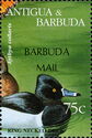 Ring-necked Duck (Aythya collaris) - Overprinted