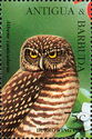 Burrowing Owl (Athene cunicularia) - Overprinted