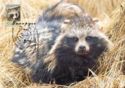 Racoon Dog (Nyctereutes procyonoides)