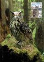 Great Horned Owl (Bubo bubo)