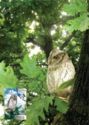 Eurasian Scops Owl (Otus scops)