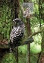 Ural Owl (Strix uralensis)