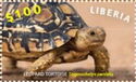 Leopard Tortoise (Stigmochelys pardalis)