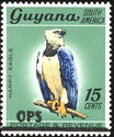 "OPS" on15c Harpy Eagle (Harpia harpyja)