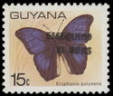 Eryphanis polyxena with wide overprint