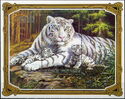 Siberian Tiger (Panthera tigris altaica) - Albino