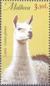 Llama (Lama glama)
