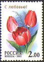 Tulip "Canopus"