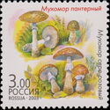 Amanita pantherina and Amanita rubescens