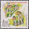 Amanita porphyria and Amanita vaginata