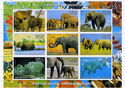 Animals of the World Elephants