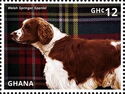 Welsh Springer Spaniel