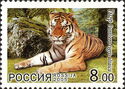 Siberian Tiger (Panthera tigris altaica)