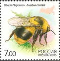 Bumblebee (Bombus czerskii)