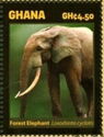 Forest Elephant (Loxodonta cyclotis)