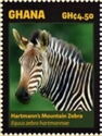 Hartmann's Mountain Zebra (Equus zebra hartmannae)