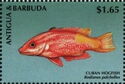 Cuban Hogfish (Bodianus pulchellus)