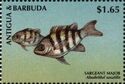 Sergeant Major (Abudefduf saxatilis)