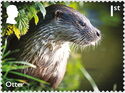 Otter (Lutrinae)