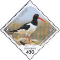 Eurasian Oystercatcher (Haematopus ostralegus)