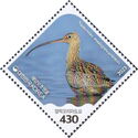 Far Eastern Curlew (Numenius madagascariensis)
