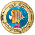 Copperband Butterflyfish