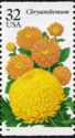 Chrysanthemum