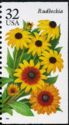 Rudbeckia