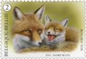 Red Fox (Vulpes vulpes)