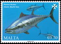 Atlantic Bluefin Tuna (Thunnus thynnus)