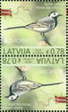 Europa - National Bird - White Wagtail (Motacilla alba)