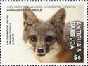 San Clemente Island Fox (Urocyon litoralis clemente)