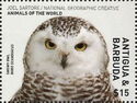 Snowy owl (Bubo scandiacus)