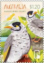 Noisy Miner (Manorina melanocephala)