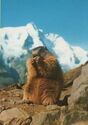 Alpine Marmot (Marmota marmota) | at the Großglockner