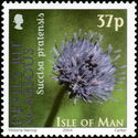 Devil's Bit Scabious (Succia pratensis)
