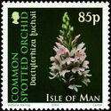 Common Spotted Orchid (Dactylorhiza fuchsii)